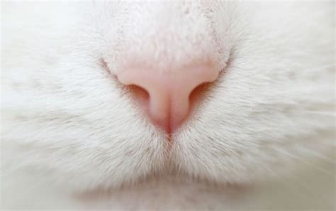 夢見小貓來家裡 鼻子形狀